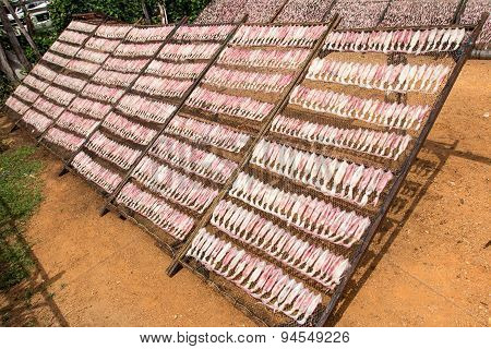 Dried Squid