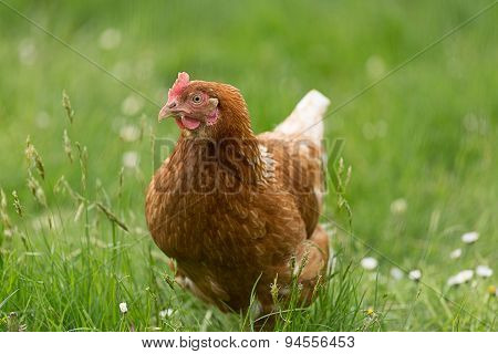 Attentive Chicken