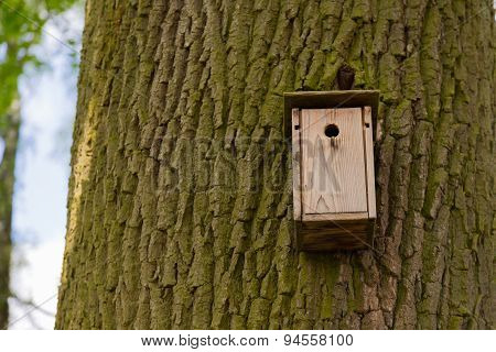 Nest Box On A Tree