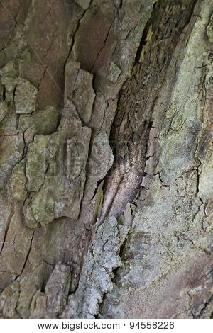 Rough Bark