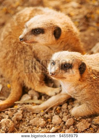 Meerkat Couple