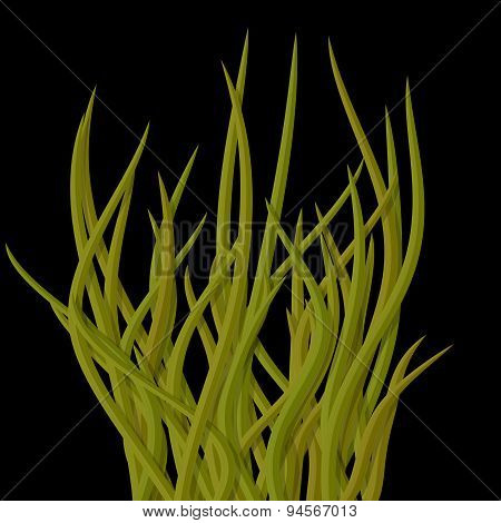 Old Curly Green - Yellow Grass Tussock Isolated On Black