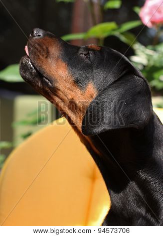 Doberman Pinscher