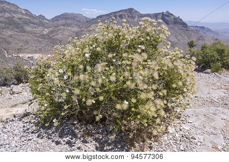 Apache Plume In Bloom In Desert