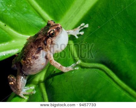 Macroshot von den winzigen Kinderzimmer Grasfrosch, Cophixalus Ornatus