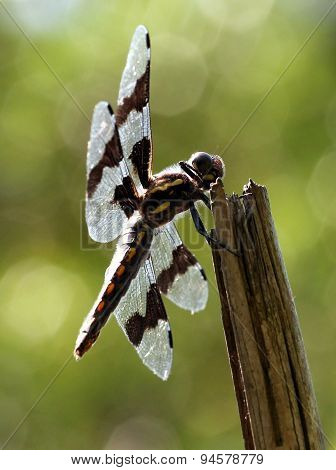 Female Eight-spotted Skimmer Dragonfly