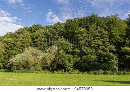 Summer Landscape In Bavaria