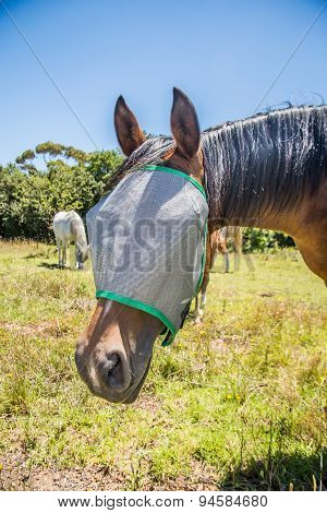 Horse With Flynet Over Face