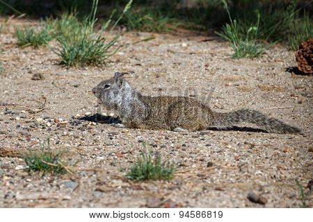 Ground Squirrel