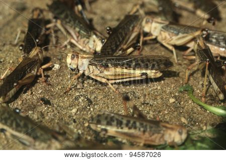 Desert locust (Schistocerca gregaria). Wildlife animals. 