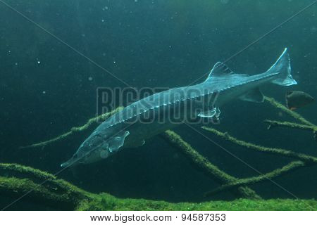 European sturgeon (Huso huso), also known as the beluga. Wildlife animal. 