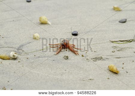 Red Tuna Crab On Beach