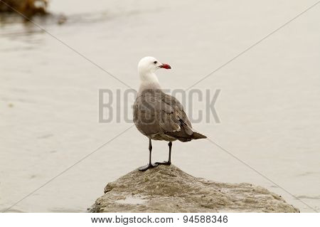 Seagull Perched On Rock