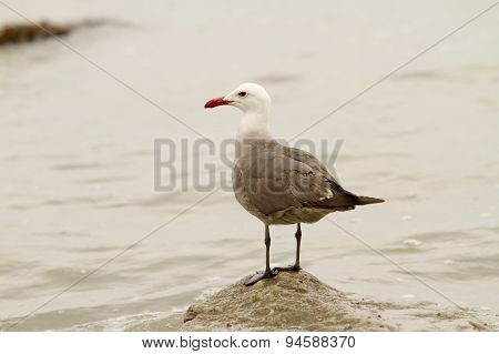 Seagull Perched On Rock