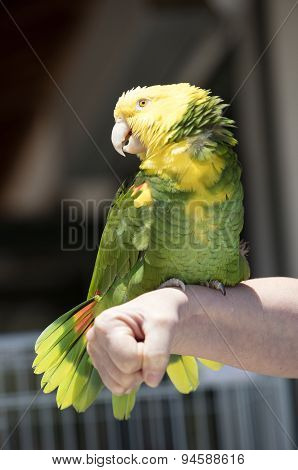 Green And Yellow Parrot At A Community Gathering