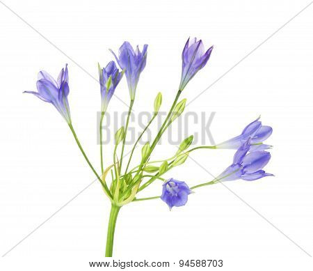 Brodiaea Flower