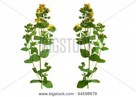 Pressed And Dried Bush Hypericum Perforatum. Isolated On White Background.