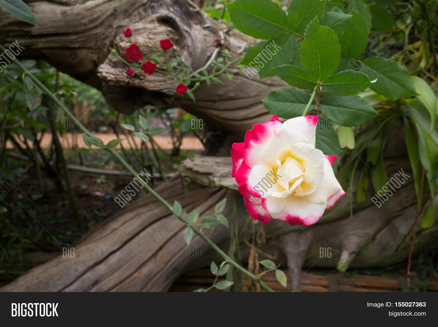 Yellow Rose Red Tips Image & Photo (Free Trial) Bigstock