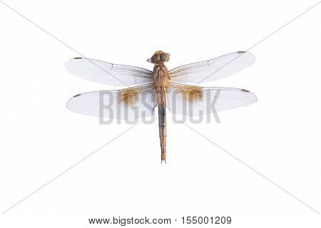 Dragonfly on a white background. dragonfly isolated