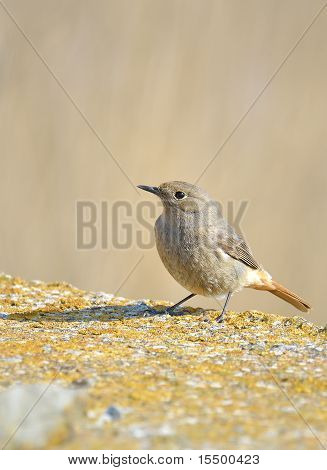 Rehek domácí (Phoenicurus ochruros)
