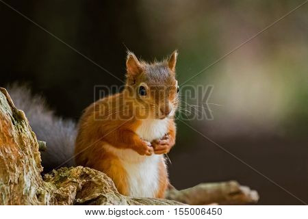 British native Red Squirrel with front paws up on Brownsea Island Dorset