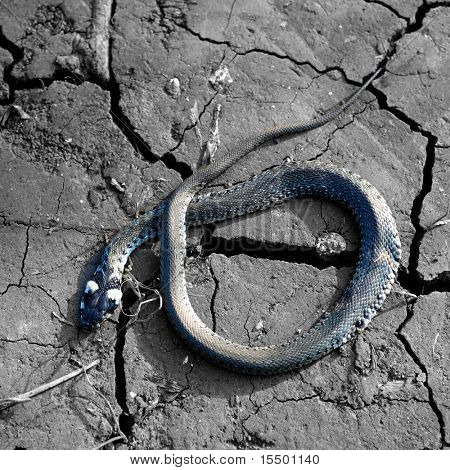 Piccolo serpente morto