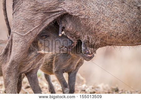 Two Warthog Piglets Suckling.