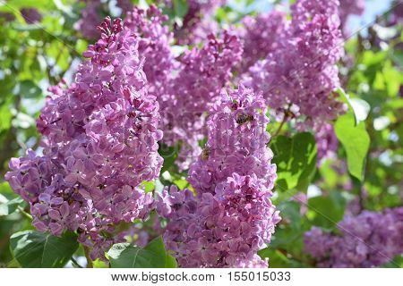 Bombyliidae And Bee On Lilac.