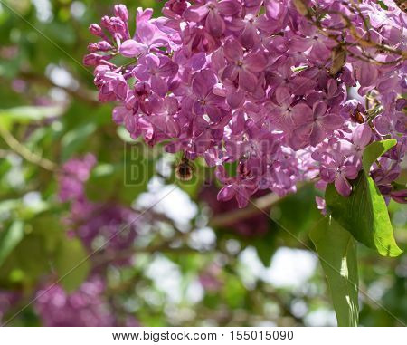 Bombyliidae On Lilac. Shaggy Fly On Lilac Colors. Insect Pollinator