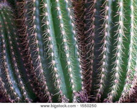 Plante 05