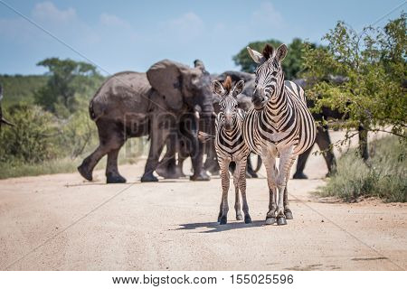 Two Bonding Zebras In Front Of Elephants.
