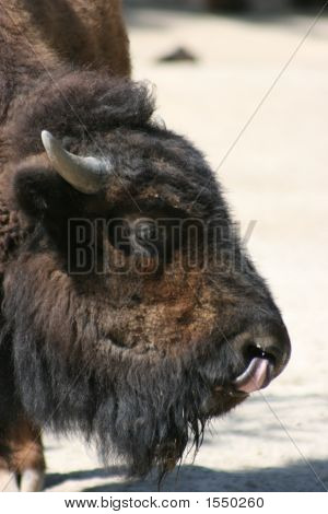 Bison Buffalo