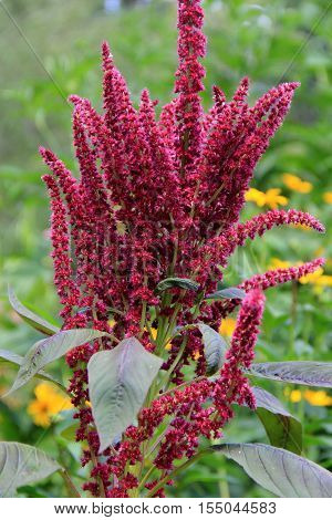 Tall spindly flowers in a beautiful purple color are a favorite amongst 
gardeners everywhere.