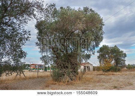 2200 years old olive tree in Urla, Izmir - Turkey. Very old olive tree.