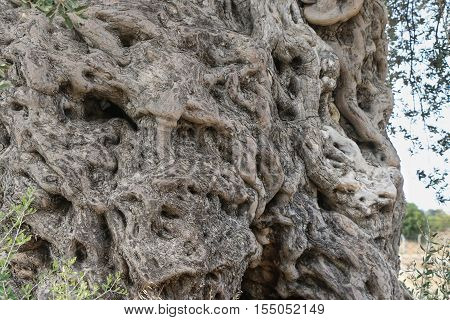 The trunk of 2200 years old olive tree in Urla, Izmir - Turkey. Very old olive tree.