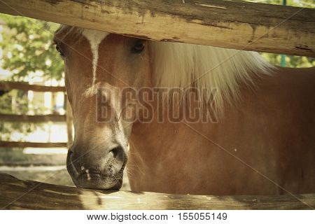 light brown horse watching the visitors in a zoo