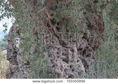 The trunk of 2200 years old olive tree in Urla, Izmir - Turkey. Very old olive tree.