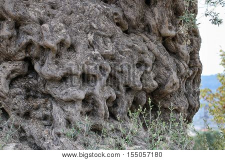 The trunk of 2200 years old olive tree in Urla, Izmir - Turkey. Very old olive tree.
