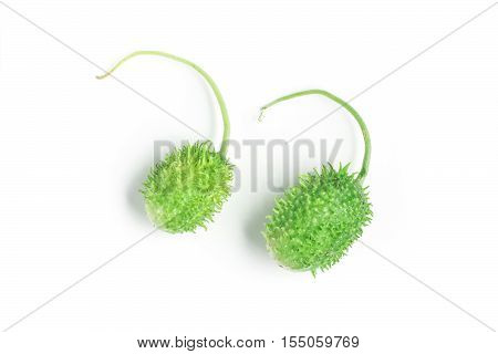 Brazilian Maxixe. Gherkin isolated on white background