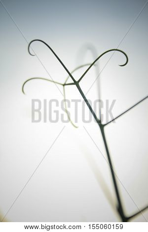 graceful tendrils stretching in the air, searching for handhold
