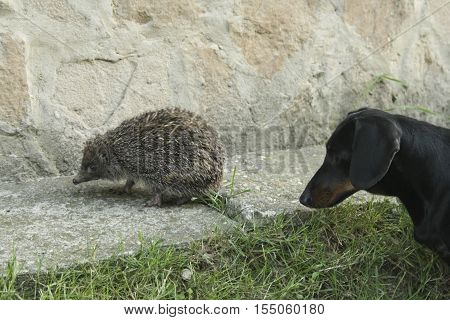 black dachshund walking beside him watching the hedgehog
