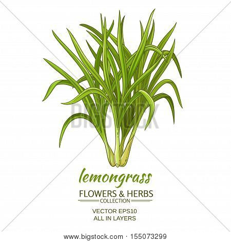 lemongrass plant vector illustration on white background