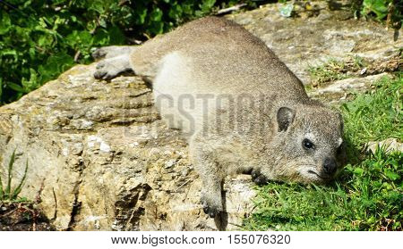 Close up of Cape hyrax in Hermanus