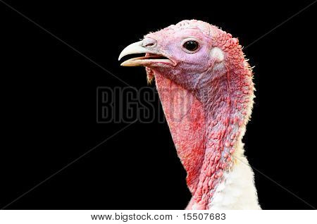 Gallina Turchia su uno sfondo nero