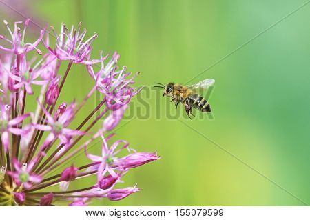 small striped bee flies to the flower purple ornamental onion