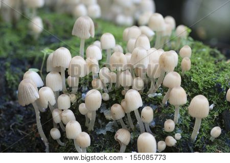 Mushrooms (Coprinus disseminatus) on a stump in a green moss