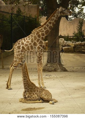zoo live female giraffe and her baby, while resting