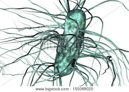 Escherichia coli bacterium isolated on white background, 3D illustration. Gram-negative bacterium with flagella which is part of normal enteric microflora and also causes enteric infections