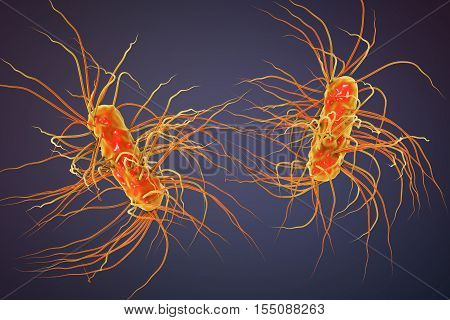 Escherichia coli bacterium, 3D illustration. Gram-negative bacterium with peritrichous flagella which is part of normal intestinal microflora and also causes enteric and other infections