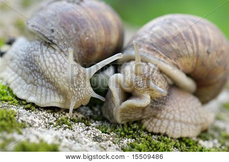 หอยขมกินหญ้า